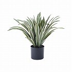 フェイクグリーン　アガベ