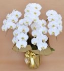 胡蝶蘭　白大輪　５本立ち　３５輪以上（蕾込）