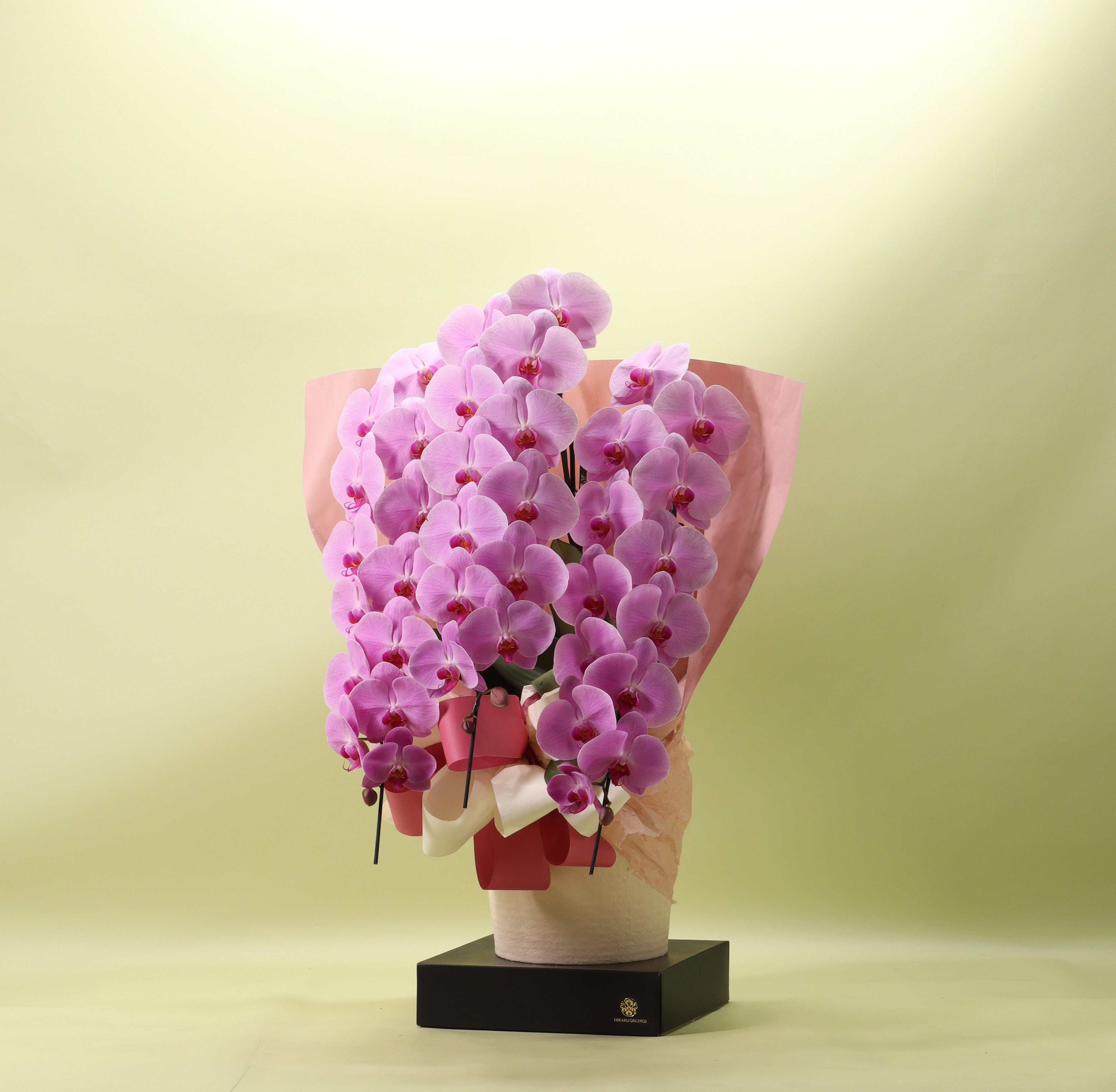 フォアスPREMIUM　3本立ち39輪以上/ピンク