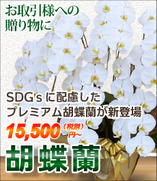 胡蝶蘭がお求めやすいお値段で！