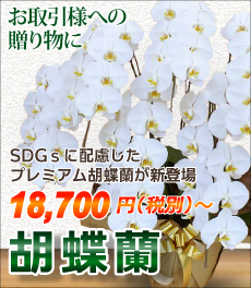 胡蝶蘭がお求めやすいお値段で！