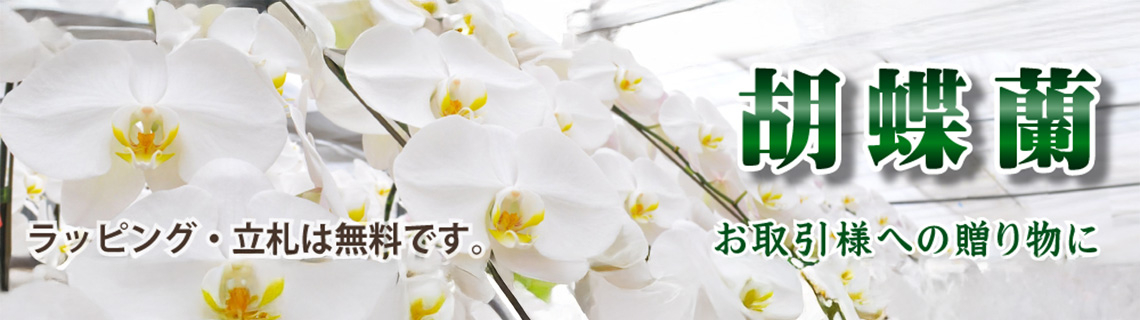 【胡蝶蘭】－ビジネスシーンに最適なギフト－