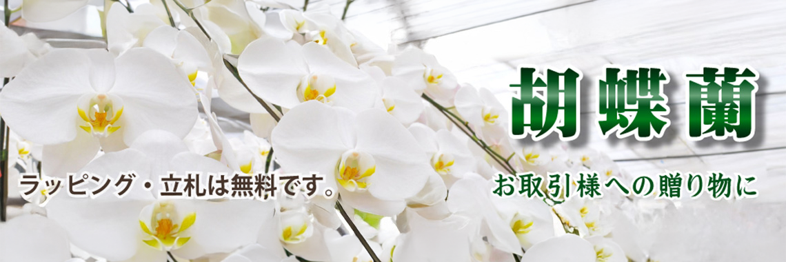 胡蝶蘭